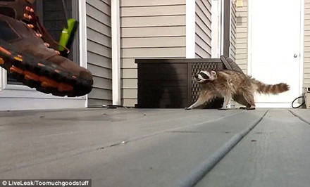 Con vật thò đầu ra, tỏ thái độ tức giận, tìm cách đớp cái chổi. Chủ nhà đập cái chổi xuống đất, cố gắng làm con gấu mèo sợ bỏ đi.