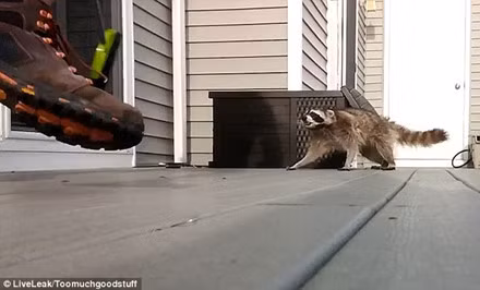 Con vật thò đầu ra, tỏ thái độ tức giận, tìm cách đớp cái chổi. Chủ nhà đập cái chổi xuống đất, cố gắng làm con gấu mèo sợ bỏ đi.