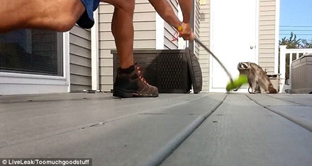 Tuy vậy, dường như cùng đường vì không biết chạy đi đâu, con gấu mèo liều mạng lao thẳng về phía người để tấn công tìm đường tẩu thoát, khiến ông này được một phen hoảng hốt...