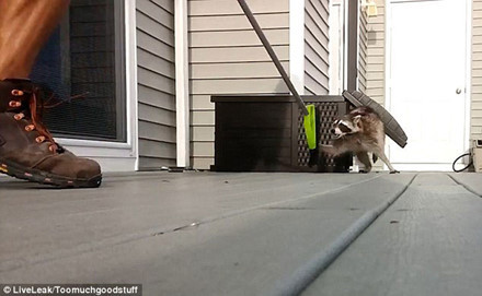 Một đoạn video hài hước quay ở New Jersey (Mỹ), về cảnh con gấu mèo tức giận lao vào tấn công người đã quấy rầy nó. Ban đầu, một người đàn ông với một cây chổi trong tay, tìm cách đánh động, xua đuổi con gấu mèo đang trú ẩn trong một cái thùng cạnh nhà.