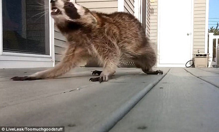 Sau khi được đưa lên mạng, đoạn video này thu hút hàng chục ngàn lượt xem và nhiều bình luận hài hước kiểu như: "Tôi thấy con gấu mèo này mới chính là... chủ nhà".