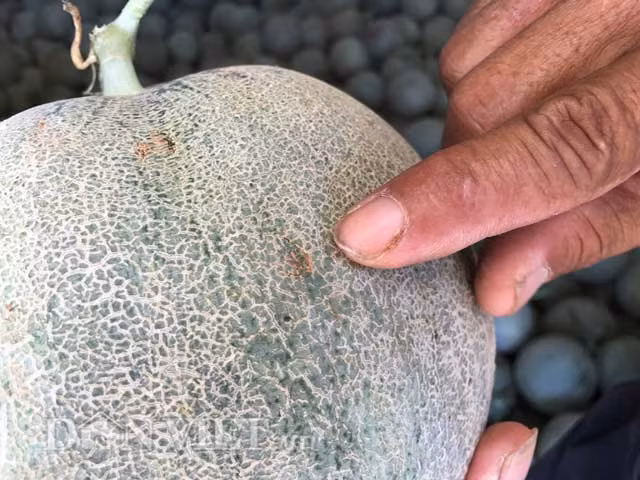 Qua tìm hiểu thì không riêng gì ông Việt, khá nhiều người dân trồng dưa lưới ở xã Bình Tân vì bị doanh nghiệp "K" thẳng tay loại bỏ vì trái có sẹo, tì vết... nên cũng bị lỗ từ 10-30 triệu đồng trong vụ vừa qua.