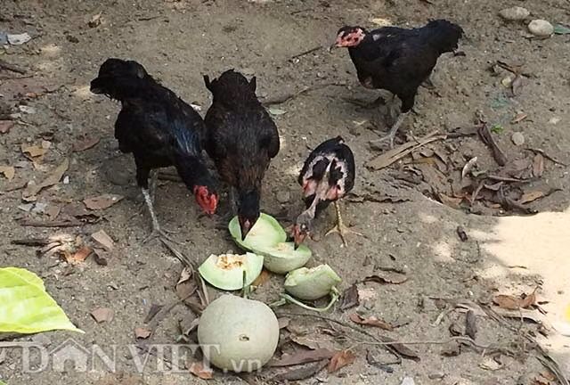 Tuy nhiên đến kỳ thu hoạch đợt 2 cách đây mấy hôm, ông Việt bức xúc phản ánh: "Tuy giá mua vẫn giữ nguyên như trước đó, thế nhưng với lý do đưa ra là dưa lần này hình thức xấu, vỏ nhiều tì vết... người của doanh nghiệp "K" chỉ lựa mua được khoảng 6 tấn (khoảng 5,2 tấn loại 1 và loại 2 là 0,8 tấn); ít hơn khoảng 9 tấn, chiếm tỉ lệ hơn khoảng 1/3 so với đợt trước nên lỗ ước gần 40 triệu đồng.