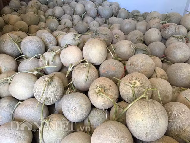 Dưa lưới chất đống trong kho....