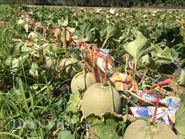 ...và bỏ nằm la liệt ngoài ruộng.