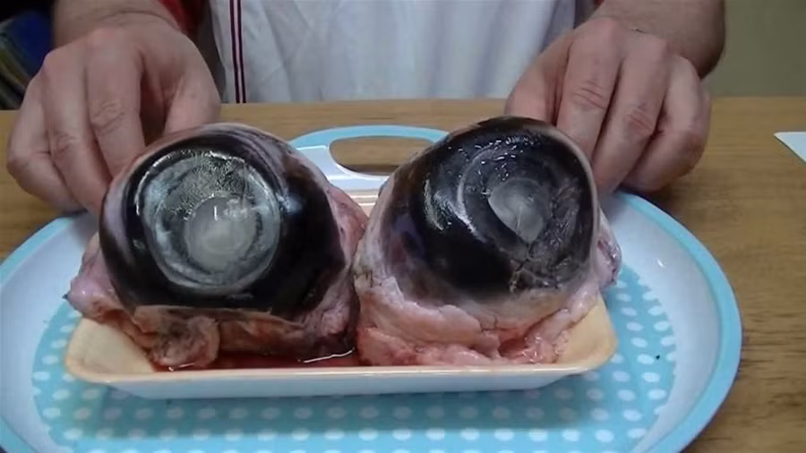 Mắt cá ngừ Mắt cá ngừ là một món ăn khoái khẩu của người Nhật Bản. Mắt cá được lọc hết máu để khử mùi tanh sau đó được ăn kèm với một chút muối và mù tạt.