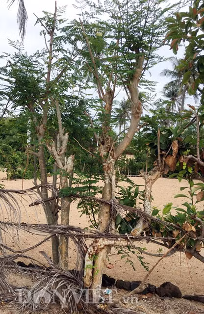  Cây chùm ngây có khá nhiều tên gọi khác nhau: Ba đậu dại, cây cải ngựa, cây dùi trống... còn tên khoa học của nó là Moringa oleifera, một loài thực vật thân gỗ. Chùm ngây được ví là một trong những cây "thần dược" bởi chứa nhiều chất dinh dưỡng tổng hợp, giàu đạm. Cũng như một số loại rau khác, lá chùm ngây được sử dụng để chế biến làm thức ăn với nhiều món khác nhau, như nấu canh với thịt, tôm, nấm hoặc nấu suông... có mùi vị tương tự rau ngót; hoặc trộn salad, ăn sống, xào thịt, trứng.