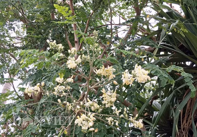 Cùng với trái dài treo lủng lẳng, hoa chùm ngây nở trắng cả một góc bờ.