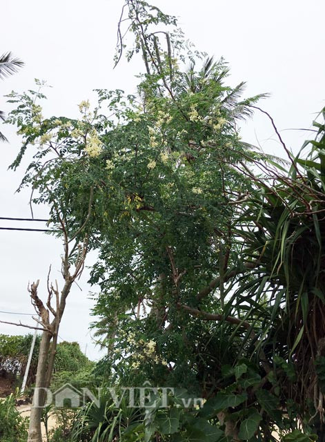 Do đặc điểm là thân gỗ, chịu được mặn, sinh trưởng tốt ở vùng đất pha vôi... cho nên chùm ngây được người dân đảo Bé trồng nhân rộng ở xung quanh bờ ruộng để chắn gió cho cây trồng chính nơi đây là tỏi, hành. "Thỉnh thoảng một số gia đình vẫn ra hái lá về để nấu canh ăn. Còn chuyện hái bán thì gần như không. Bởi lẽ nó mọc quá nhiều và cũng chẳng thấy ai hỏi mua", chị Võ Thị Lan (31 tuổi) bộc bạch.