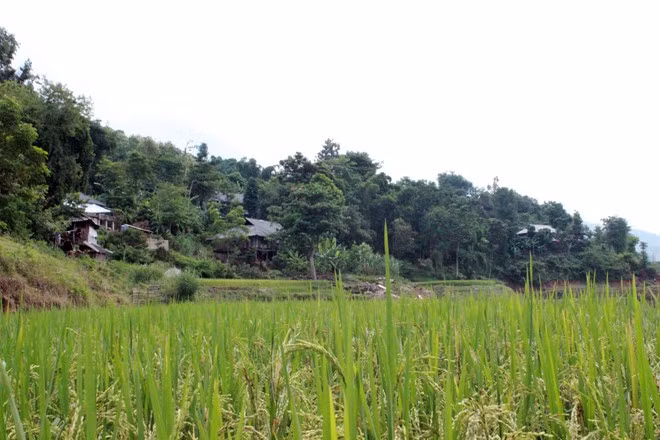 Một góc bản Ít B nằm ven sông Đà. Xã Mường Sại thuộc nhóm xã nghèo nhất huyện Quỳnh Nhai. Trong số gần 4.000 nhân khẩu tập trung ở 20 bản, dân số chủ yếu là người Thái. Theo lãnh đạo UNBD huyện, vụ việc anh Muôn dùng xe máy chở thi thể người thân chưa từng có tiền lệ trên địa bàn.