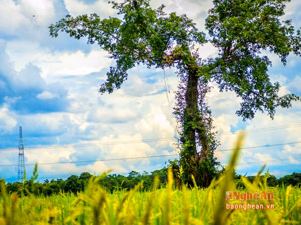 Người dân Thổ Sơn cũng không khỏi chạnh lòng, lo lắng cho số phận “cây sanh lịch sử”. Theo đó, chính quyền địa phương vẫn chưa có giải pháp trong việc gìn giữ di tích. Tâm nguyện của các thế hệ người làng là kịp thời bảo vệ, tôn tạo cây sanh, dựng bia dẫn tích để lưu dấu một sự kiện lịch sử quan trọng đã diễn ra ở đây, đồng thời từng bước biến nơi đây thành một địa chỉ đỏ trong việc giáo dục truyền thống quê hương.