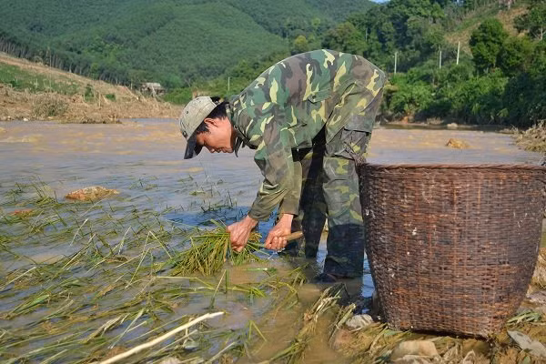 Hoa màu bị hư hỏng, người dân gặt lúa non về cho trâu.