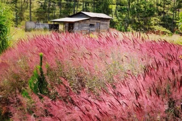 Các bạn có thể ghé thăm khung cảnh tuyệt đẹp này bằng cách chạy xe máy hoặc đi ô tô đến làng hoa Thái Phiên, đi tiếp 2 km là đến bãi cỏ thứ nhất, cách đó khoảng 100 mét nữa là bãi cỏ hồng thứ hai.