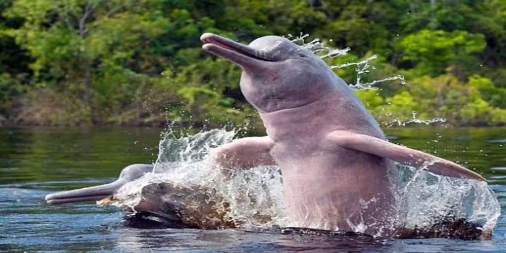 14. Cá heo hồng Cá heo hồng – Pink Dolphin hay Batos – được biết là loài cá heo thông minh nhất trong số các loài. Não chúng lớn hơn não người 40%. Chúng thân thiện, nhạy cảm và sống hòa hợp với con người trong nhiều thế kỷ, nhưng hiện nay các chuyên gia nói chúng đối mặt với nạn tuyệt chủng ở một số nhánh sông.