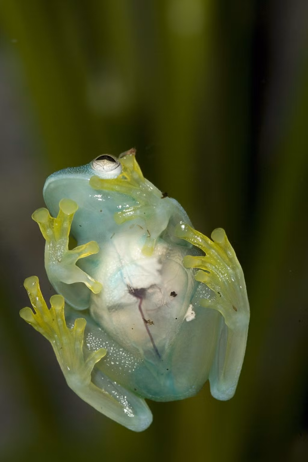 5. Ếch thủy tinh Ếch thủy tinh (glass frog) thuộc họ lưỡng cư Centrolenidae, có tên khoa học là Hyalinobatrachium valerioi. Kích thước của ếch thủy tinh không lớn, chúng thường dài từ 3 đến 7,5 cm. Chúng chủ yếu hoạt động vào ban đêm. Hiện giới khoa học chưa biết loài ếch này ăn gì, nhưng họ cho rằng chúng có thể ăn côn trùng nhỏ. Lớp da dưới bụng của loài ếch này khá trong nên có thể nhìn thấy tim, gan, đường tiêu hóa của chúng.