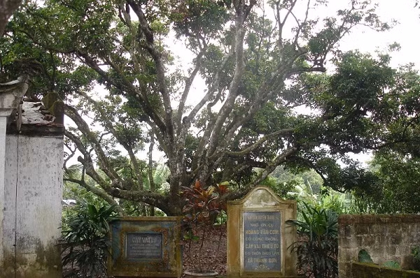 Cây vải 200 tuổi của cụ Hoàng Văn Cơm - Hải Dương.