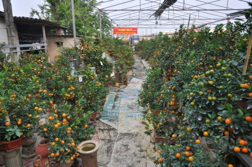 Xu hướng trồng quất trong bình với các thế được cắt tỉa đẹp mắt để chơi Tết Nguyên đán.