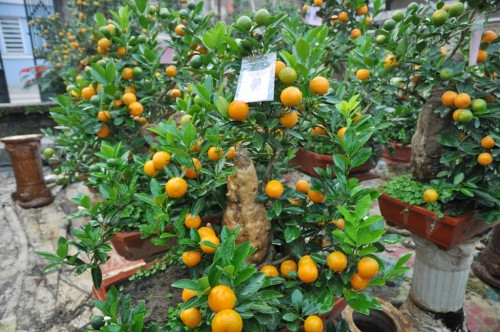 Chủ vườn đã hướng tới sự mới lạ trong việc trang trí, tạo thế cho cây quất bonsai phù hợp với ý nghĩa của năm Bính Thân. Trong ảnh là chậu quất bonsai thế "Hoa Quả Sơn".