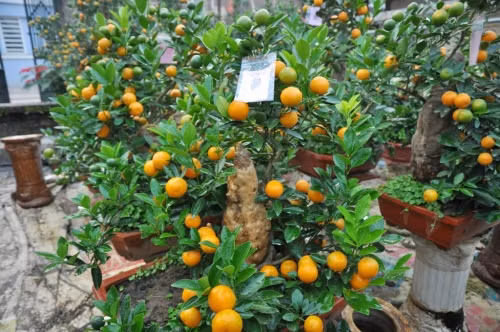 Chủ vườn đã hướng tới sự mới lạ trong việc trang trí, tạo thế cho cây quất bonsai phù hợp với ý nghĩa của năm Bính Thân. Trong ảnh là chậu quất bonsai thế "Hoa Quả Sơn".