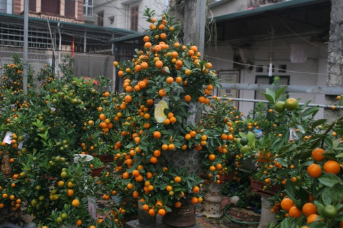 Cây quất đặc biệt nhất trong vườn của nghệ nhân Thế Mạnh được nuôi từ rễ cây quất trong suốt 10 năm. Cây quất này chủ vườn chỉ cho thuê 20 triệu đồng mà không bán.