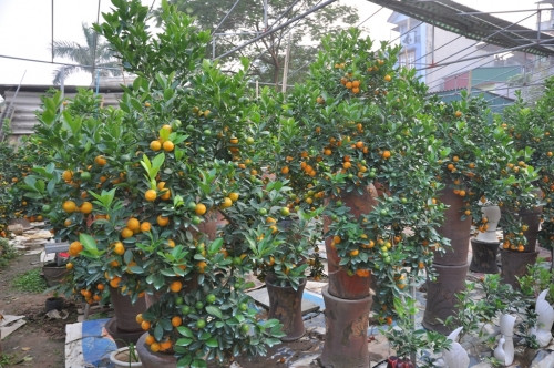 Cây quất dạng bonsai này không trồng trực tiếp dưới đất mà trồng trong các bình gốm, sứ nhỏ gọn.