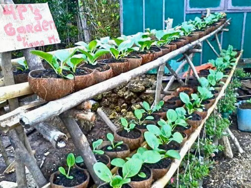 Các bình cây này có độ bền không cao nhưng có tính thân thiện với môi trường.