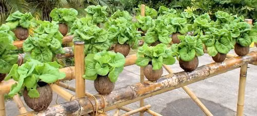 Có thể nói giá thể được làm từ xơ dừa không chỉ tốt cho cây trồng mà còn tiện dụng với người làm vườn mà lại hoàn toàn thân thiện với môi trường. Chính vì thế mà những người làm vườn chuyên nghiệp dần dần đã chuyển sang hình thức trồng cây trên giá thể xơ dừa này thay cho việc chỉ trồng đất thông thường. Vừa giúp tận dụng nguồn nguyên liệu sẵn có vừa giúp cây phát triển khỏe mạnh hơn. Với những người đam mê làm vườn trồng hoa cây cảnh giờ đây đã có thể có một giá thể mới để trồng những loại cây yêu thích của mình.