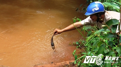 Dak Nong: Tom ca chet bat thuong tren suoi Dac Dao-Hinh-2