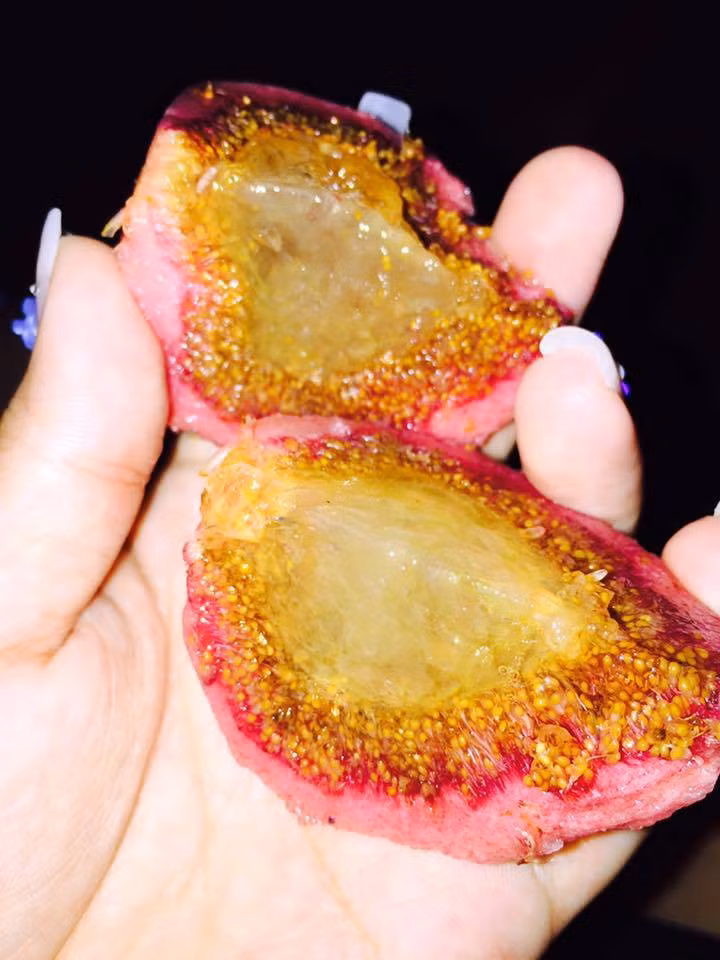 Theo những người đi buôn, sung "khổng lồ" khi vào mùa cũng sai chi chít như sung, cho biểu thị khát vọng vươn tới sự sung túc, đủ đầy. Bởi vậy, một vài năm trở lại đây, loại cây này đã lọt vào tầm ngắm của những người chơi cây cảnh. Quả ngõa mật còn to hơn hẳn so với sung, lại mọc ở cành già và nhất là dưới gốc, nếu tạo dáng làm cảnh rất đẹp, dễ gây sự chú ý. Có cây ngõa mật cảnh đã được rao bán đến cả trăm triệu đồng.