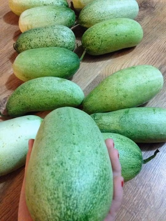 2. Dưa chuột to như phích Có hình dáng giống hệt những trái dưa chuột nhỏ nhưng trọng lượng của loại dưa này lại thuộc vào hàng "khủng", từ 0,8 -1 kg/quả, thậm chí có quả còn nặng từ 1,5 -2kg. Loại dưa chuột độc đáo này được cho là giống dưa được đồng bào dân tộc H'Mông trồng trên nương rẫy tỉnh Lai Châu với cái tên dưa chuột mèo. Khi ăn chúng có vị ngon, giòn, mát và đậm đà hơn dưa chuột nhỏ thông thường. Đặc biệt, dưa mèo đặc ruột, ít hạt nên dùng làm salad, nộm cũng khá hợp.