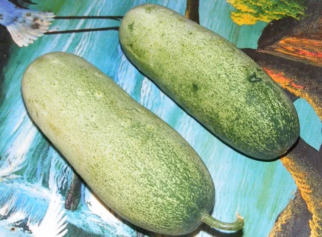 Dưa chuột khổng lồ được bán với giá 40.000 đồng/kg. Khi trồng loại dưa này không cần phải làm giàn cho dưa leo mà chúng bò luôn ra đất. Mỗi cây dưa thường có 2-3 quả. Tháng 6 bắt đầu vào thời điểm thu hoạch, đến cuối tháng 7, đầu tháng 8 sẽ hết mùa. (Ảnh: Vietnamnet)