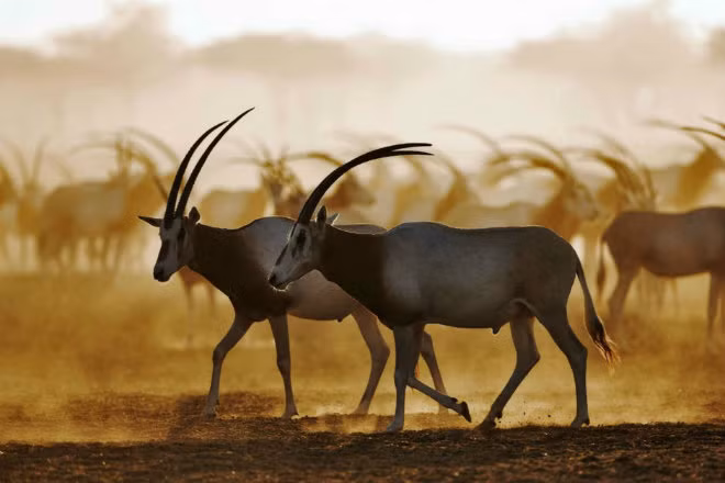 Linh dương sừng thẳng Ả Rập: Là giống linh dương Ả Rập lớn nhất, chúng từng sinh sống khắp bán đảo này, nhưng đã tuyệt chủng trong hoang dã vào thập niên 1960. Tuy nhiên, nhờ chương trình tái nhập, hiện nay Abu Dhabi đã có các đàn linh dương ở nhiều khu vực. Nơi lý tưởng để ngắm nhìn loài vật tuyệt đẹp này là đảo Sir Bani Yas.