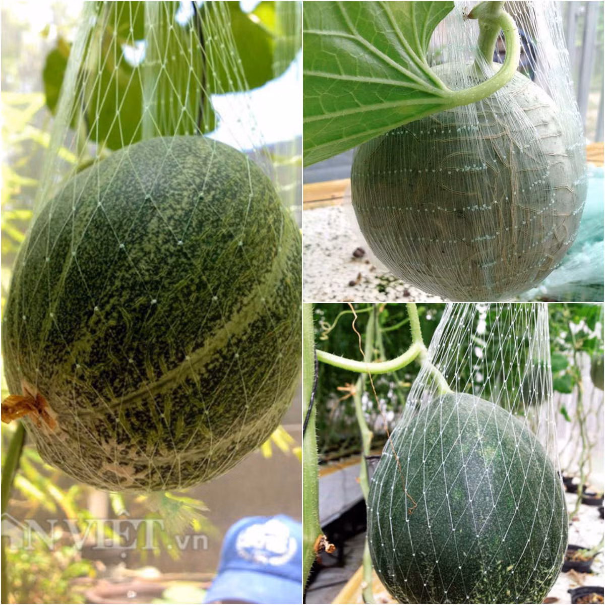 Bắt đầu trồng rau từ 4 năm trước, thời gian đầu, anh Vũ trồng chủ yếu theo phương pháp thổ canh để mong có được những nông sản xanh, sạch cho bữa cơm của gia đình hàng ngày. Đặc biệt, trồng rau sạch lúc đó còn có một mục đích to lớn hơn đó là mang lại các loại rau sạch cho cô công chúa của anh chuẩn bị chào đời.