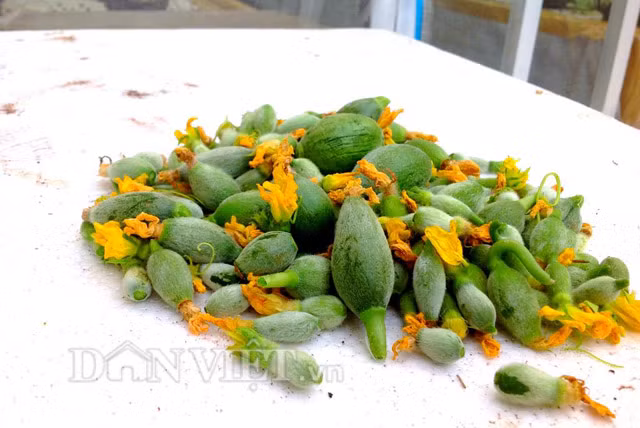 Ở giai đoạn này, anh tăng nồng độ kali để quả có độ ngọt cao hơn.