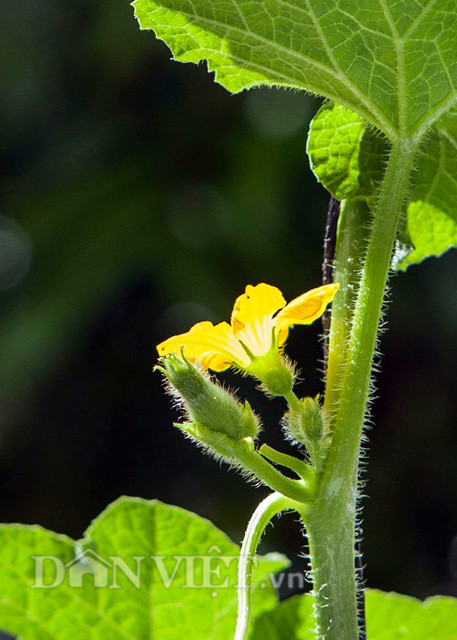 Đặc biệt, trong quá trình trồng dưa, để quả được đậu, anh Anh Vũ đã chủ động thụ phấn bằng tay hoặc dùng ong nhà kính để chất lượng trái tròn và đẹp hơn.