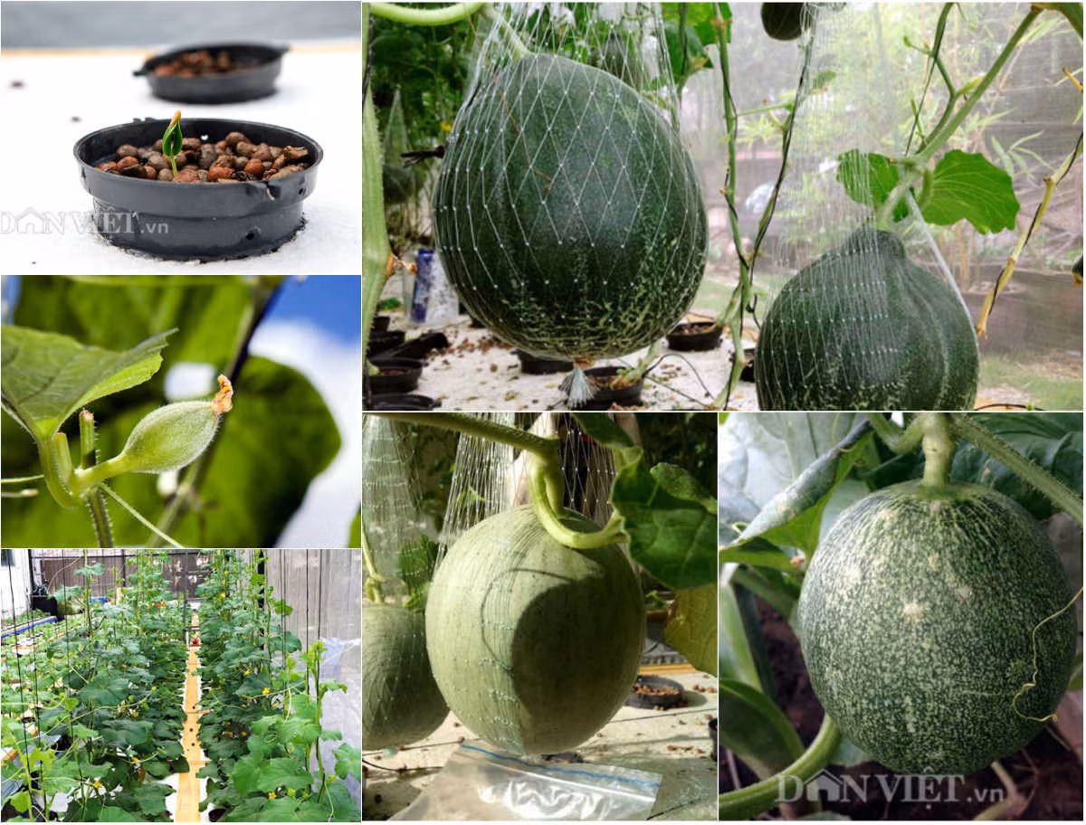 Đó là một trong những bí quyết trồng dưa lưới bằng phương pháp thủy canh được anh Chiêm Nguyễn Anh Vũ (Bình Thạnh, TP.HCM) tiết lộ sau khi thu hoạch được 2 tạ dưa lưới trong khu vườn 40m2 ngay từ những lần đầu tiên trồng thử nghiệm.