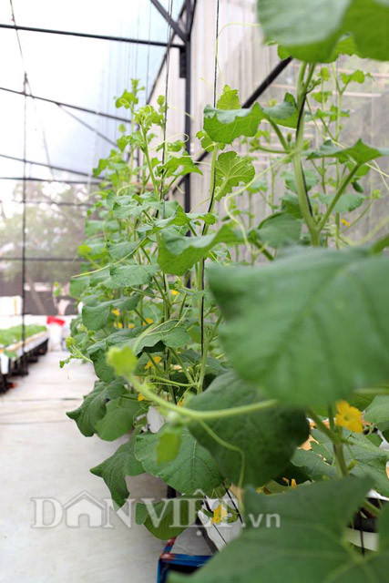 Tiết lộ về cách phòng bệnh và chữa một số bệnh thường gặp đối với cây dưa lưới, anh Anh Vũ cho biết, dưa lưới thường bị bệnh héo rũ và nấm phấn trắng. Để đảm bảo cây khỏe mạnh và quả được an toàn khi thu hoạch, anh Vũ sử dụng thuốc phòng ngừa từ giai đoạn cây con có 2 lá thật.