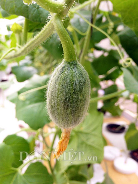 Khi phát hiện cây bị bệnh nặng, anh cho biết, cần phát hiện sớm và huỷ bỏ cây để tránh lây lan bệnh sang các cây khác. Đặc biệt để đảm bảo có được những trái dưa tươi ngon, an toàn nhất có thể, anh Anh Vũ cực kỳ hạn chế sử dụng thuốc hóa học ảnh hưởng đến chất lượng trái.