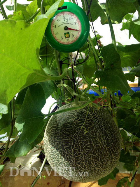 Với quy trình trồng và chăm sóc như trên, anh Vũ cho biết chỉ sau khoảng 45 - 60 ngày là đã có thể thu hoạch được những trái dưa.