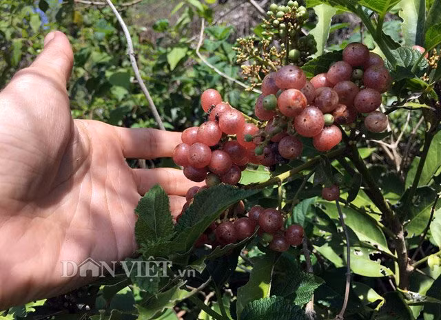 Qua quan sát, cành cây cơm rượu có màu hơi đỏ, lá kép dài từ 20-30cm, với chiều cao của cây trưởng thành từ 1m-2,5m. Cơm rượu có hình tròn, ra quả thành từng chùm từ 10-50 quả/chùm. Khi còn non có màu xanh, khi chín thì vỏ có màu hồng nhạt, nhìn bóng và trong.