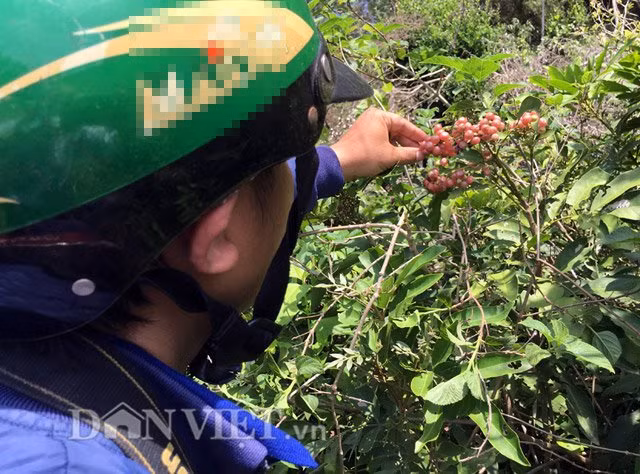 Theo một số tài liệu y học thì thân và rễ cây cơm rượu có vị ngọt, tính bình nên tác dụng hành huyết, hoạt huyết, còn lá có tác dụng kích thích tiêu hóa, thanh nhiệt giải độc, đau gan và trừ giun.