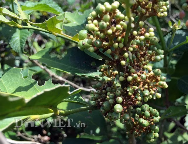 Có thể tìm hái được trái cây cơm rượu gần như quanh năm, thế nhưng nhiều nhất là trong khoảng thời gian từ tháng 4 đến tháng 8.