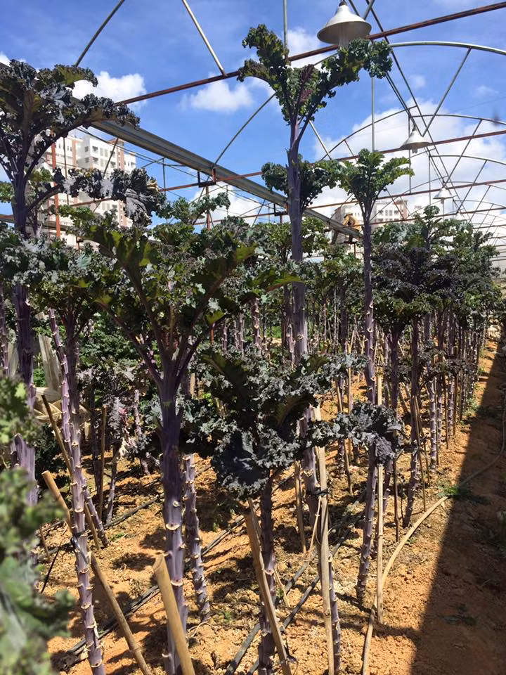 Theo anh Tùng, rau cải xoăn Kale khác hoàn toàn với rau cải của Việt Nam. Cụ thể, rau cải của Việt Nam trồng đến lúc thu hoạch chỉ được một lần là hết (nhổ cả cây). Còn rau cải xoăn Kale chỉ thu hoạch lá. Cây ra lá đến đâu thu hoạch đến đó. Theo đó, cây để trồng càng lâu, thân phát triển càng cao.