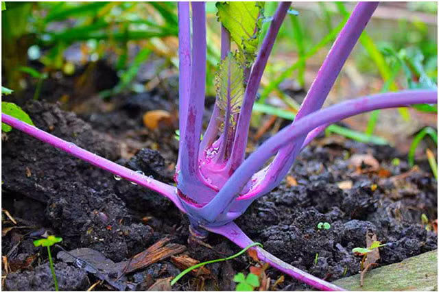 Sau 50 ngày trồng củ sẽ có kích thước khoảng 5 cm. Các chồi non vẫn đang tiếp tục mọc. Cùng với việc kích thước củ su hào tím sẽ càng tăng lên thì các cuống lá sẽ xòe rộng sang hai bên và màu sắc sẽ càng tím đậm dần. Kích thước củ càng lớn càng nên bón nhiều phân, bón thúc lần cuối trước khi thu hoạch một tuần để giúp củ su hào nảy đều và mỏng vỏ.