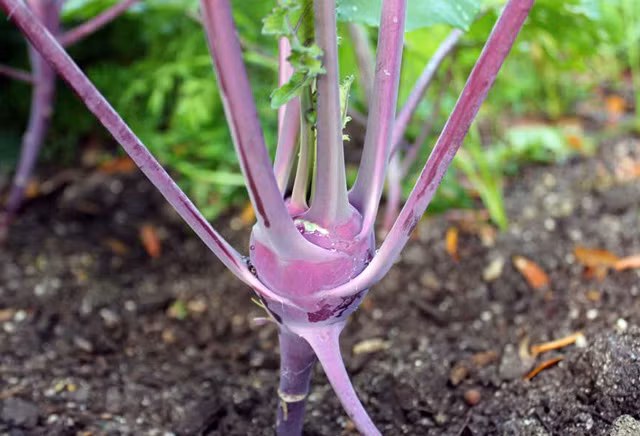 40 ngày sau khi trồng, củ sẽ bắt đầu được tạo ra. Từ dưới phần gốc cách vài cm, thân phình ra thành củ có hình cầu hơi dẹp. Dần dần củ sẽ tròn dần và phình to ra khi trưởng thành.