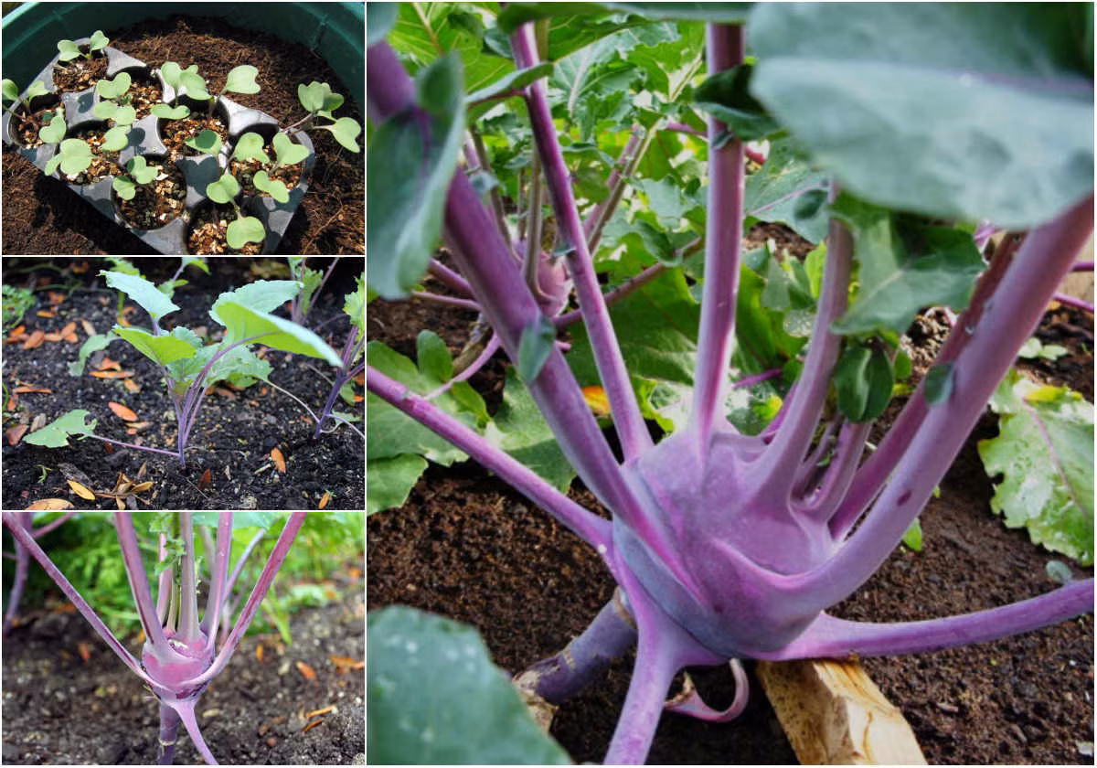  Su hào tím ưa mát mẻ nên với khí hậu Việt Nam, bạn nên trồng loại củ này vào vụ thu đông. Su hào tím rất phù hợp trồng trong thùng xốp hoặc chậu nhựa chuyên trồng rau sạch tại nhà. Đang trở thành "mục tiêu" săn đón của nhiều anh chị em mê làm vườn, hạt giống su hào tím hiện được bán ở những cửa hàng hạt giống với giá từ 20.000 đến 30.000/gói 2 gram.