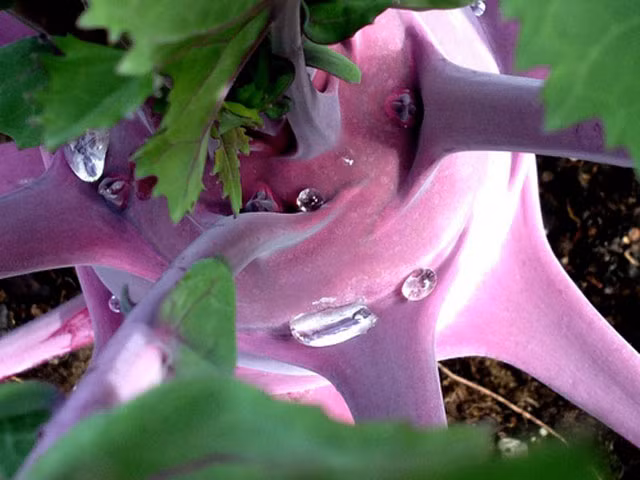 Bước 4: Thu hoạch su hào Hai tháng sau khi gieo trồng, kích thước su hào tím đã đạt đường kính khoảng 10 cm. Mặt củ đã bằng và các lá non ngừng sinh trưởng. Đây là thời điểm thích hợp nhất để bạn thu hoạch su hào tím vì để lâu hơn củ sẽ hình thành xơ, ăn không ngon. Khi thu hoạch dùng dao nhẹ nhàng cắt sát phía dưới phần thân củ và cắt bỏ những cuống lá già. Su hào trưởng thành có màu tím thẫm, dạng hình cầu tròn.