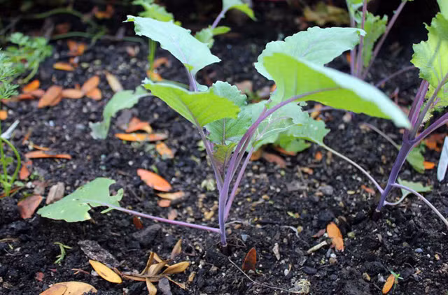 Bước 2: “Chuyển nhà” cho cây con Khi cây su hào tím được 2 tuần và đạt chiều cao khoảng 7cm bạn nên chuẩn bị đất ở thùng xốp hoặc chậu nhựa trồng để đánh cây ra trồng riêng. Lưu ý trong mỗi hộp xốp chỉ nên trồng tối đa 2 – 3 cây do khi phát triển hết tán của su hào tím khá rộng nên trồng thưa sẽ giúp bạn có củ to hơn.