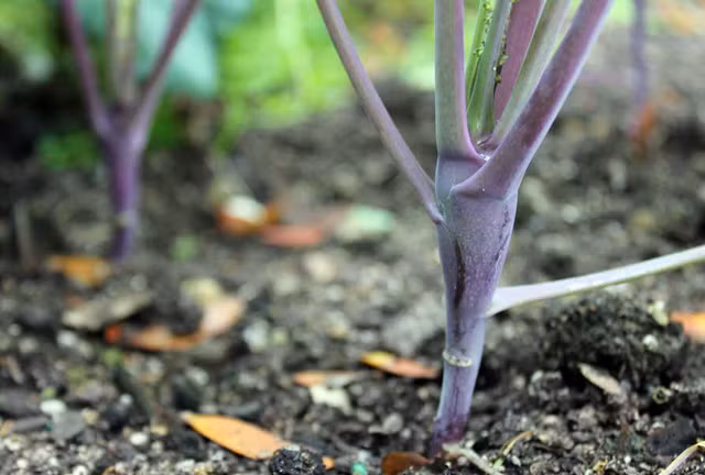 Với “ngôi nhà” mới này của su hào tím, bạn nên chọn loại đất giàu dinh dưỡng và dễ thoát nước. Làm sạch cỏ dại, vun xới cho tơi xốp. Trước khi trồng cây con bạn nên bón lót xuống dưới đáy một ít phân hữu cơ để kích thích cây mau bám rễ phát triển. Cách 15 ngày, bón phân để cung cấp dinh dưỡng cho cây phát triển.