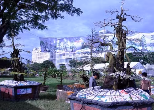 Chiều 17/1, rất nhiều người có mặt tại chợ hoa xuân Phú Mỹ Hưng, quận 7, TP.HCM để tận thấy cặp khế 300 năm tuổi, giá “khủng”. Chủ nhân cặp khế này là nghệ nhân Ba Hùng (quê Tây Ninh). Trước đây 2 năm cũng tại hội hoa xuân Phú Mỹ Hưng, cặp khế này đã xuất hiện và được chủ nhân ra giá bán 7 tỷ đồng. Đã có người trả cặp khế 5,5 tỷ đồng nhưng nghệ nhân Ba Hùng chưa đồng ý bán mà đem về nuôi dưỡng.